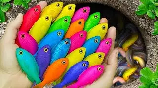 Surprised Catch Colorful Aquarium Fish In Small Pond, Carp, Pencil Dish, Glass Fish, Guppy, Koi Fish