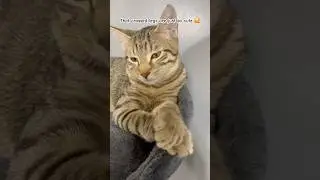 Sunny&rsquo;s crossed legs #catlover #cutecat #asmr  #amazing #fyp