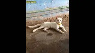 ദേ വീണ്ടും poocha sir./ muscat version😃../mass dialogue./ #muscat #viral #million #cat #catshorts