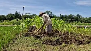 VERY FAST FARMERS' SKILLS IN DIGGING THE SOIL WITH TRADITIONAL FARMING TOOLS!  -Agriculture Farming