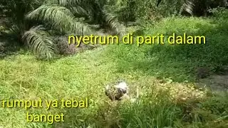 nyetrum ikan gabus di parit dalam