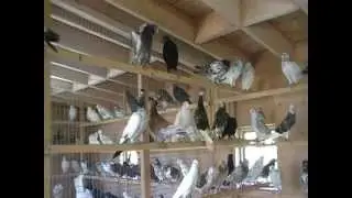 Iranian Pigeon's