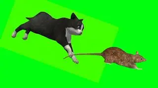 Cat attack Mouse green screen no copyright ||  chuha billi run greenscreen video ||
