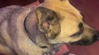Curious canine charms with adorable reactions to a playful sound || WooGlobe