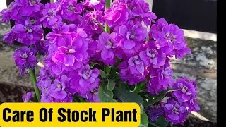 How to Grow and Care Stock Plant || Care of Stock Plant || Complete information
