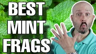 5 Best Mint Fragrances