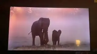 Whispers: An Elephant&rsquo;s Tale 🚨SPOILERS🚨