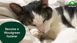 Become a Woodgreen pet fosterer | Woodgreen Pets Charity