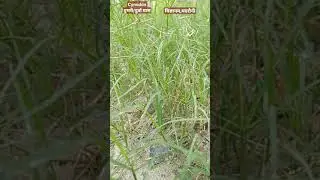Cynodon Grass