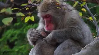 Slowmotion d'un macaque japonais (Macaca fuscata) et son petit au Iwatayama Monkey Park (Japon)
