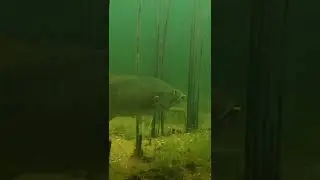 UNDERWATER Footage of FISH INHALING Drag n&rsquo; Drop BAIT! #Shorts