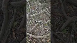 Nature&rsquo;s Power: How Plants Communicate