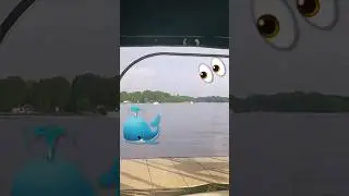Life From Our Lake Norman Dock