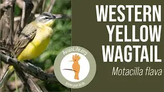 Western Yellow Wagtail - Motacilla flava
