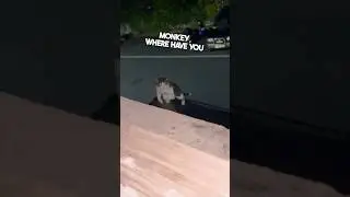 Ее кот принес ей домой потрясающий подарок 😂