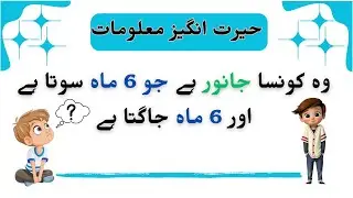 Urdu Paheliyan | Riddles in Urdu | Amazing facts | common sense | GK | हिंदी पहेलियाँ | Riddles