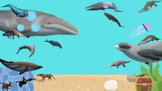 The Whale Evolution
