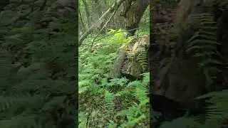 New Michigan State Lands Finger Lakes Trail #free #nature #viral #upstateny #newyorkstate