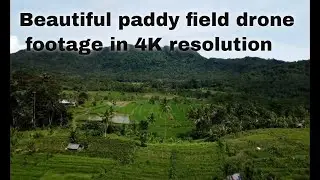 Beautiful paddy field drone footage 4K resolution (Cinematic)