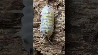 One of my absolute favourite isopods, Armadillidium vulgare &lsquo;Magic Potion&rsquo;.
