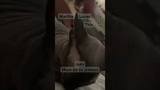Bezwłosa kotka Martha uwielbia, gdy się ją głaszcze po uszach - Jamal jest bardzo zazdrosny #kotifikacja #bezwłosekoty
