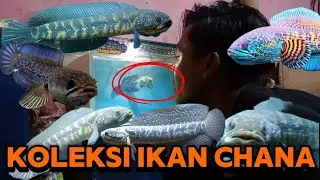 Ikan Chana JUMBO SUPER BESAR ❗Ikan Cepat Besar Dikasih Makan ini.