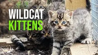 Hugely Successful First Breeding Season At Saving Wildcats Conservation Breeding For Release Centre