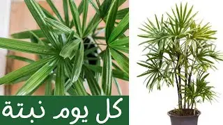 كل يوم نبتة الحلقة 31 نبات نخلة السيدة عريضة الأوراق One plant a day - Rhapis excelsa (Lady palm)