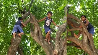 Little boy climbing the tree like a adult man | amazing tree climbing video | village side bd
