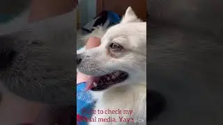 Time to check my social media #myanimal #cutedog #pomskydog ￼