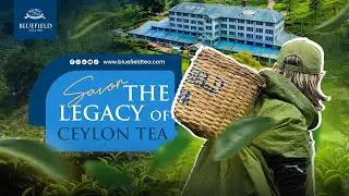 Discover the Hidden Story of Ceylon Tea