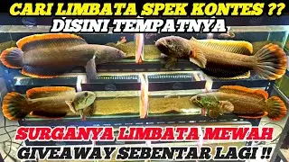 OTW GIVEAWAY‼️REVIEW KOLEKTOR CHANNA LIMBATA CB KUALITAS PREMIUM‼️