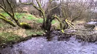River Irwell Stoat
