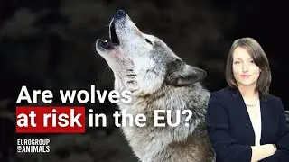 The protection status of wolves in Europe is at risk: learn why