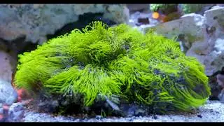 Green Star Polyp Coral in 4k