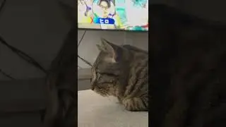 ソフアで最近寝落ちするからレオ丸笑#新潟 #猫のいる暮らし #ねこ #ねこ動画 #寝落ち#レオ丸#cat