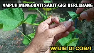 CARA MENGOBATI SAKIT GIGI BERLUBANG DENGAN DAUN JARAK