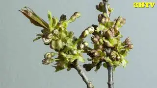 3HTV _ Prunnus cerasoides dance !!! Music no copyright