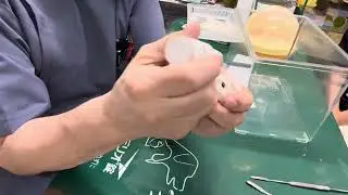 ②ジャンガリアンハムスターのむぅちゃんの治療、上顎切歯カット、点眼、光線照射療法