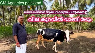 ഏറ്റവും നല്ല പശുക്കൾ വില കുറച്ചു ഉത്തവാദിത്തത്തോടെ വാങ്ങാം l 25 ltr milking cows