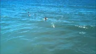 Remote Control Surfer