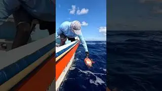 Catching a silky red snapper at 900 feet deep using the jigging technique 🎣#blacktiphfishing-t9u