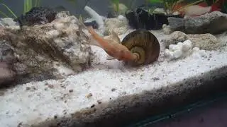 Pleco doing a cleaning job to the snail