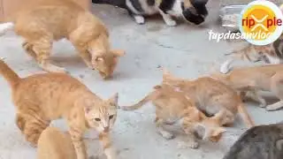 My Adopted Stray Cats