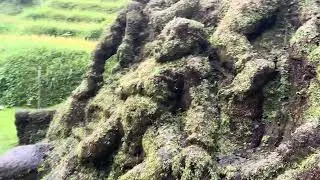 Giant Cave in Rice fields in Bali #balikids #bali #ricefield #ubud #ubudbali #cave #rain