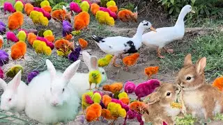 Catch millions of cute chickens, colorful chickens rainbow chicken rabbits|ducks geese| cute animals