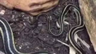 Garter Snake Giving Birth - August 5, 2016