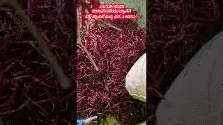 5531(సింజెంట) బ్యాడిగి. బెస్ట్ క్వాలిటీ మిర్చి ధర రూ 14000/- గుంటూరు మార్కెట్ లో అమ్మకం జరిగింది