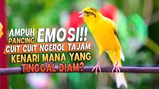 Kenari GACOR Cuit Cuit Ngerol |52| AMPUH utk PANCINGAN KENARI Paud AGAR CEPAT BELAJAR BUNYI Ngeriwik