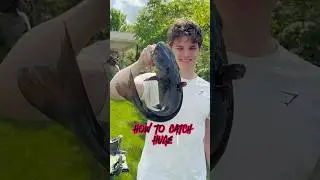 Catching GIANT Catfish In The Most DISGUSTING Pond! #shorts #fishing